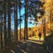 A man walking along a path in the woods during autumn