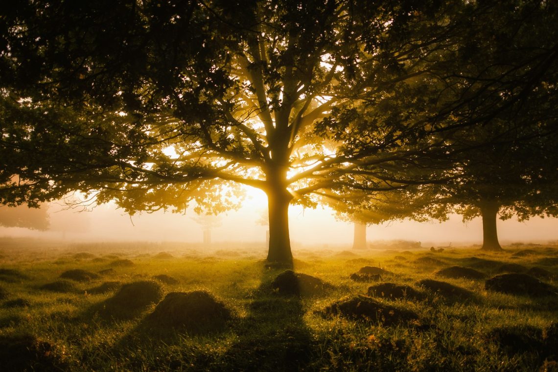 The sun rises behind an expansive tree