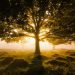 The sun rises behind an expansive tree