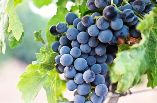 Close up of a cluster of grapes