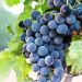 Close up of a cluster of grapes
