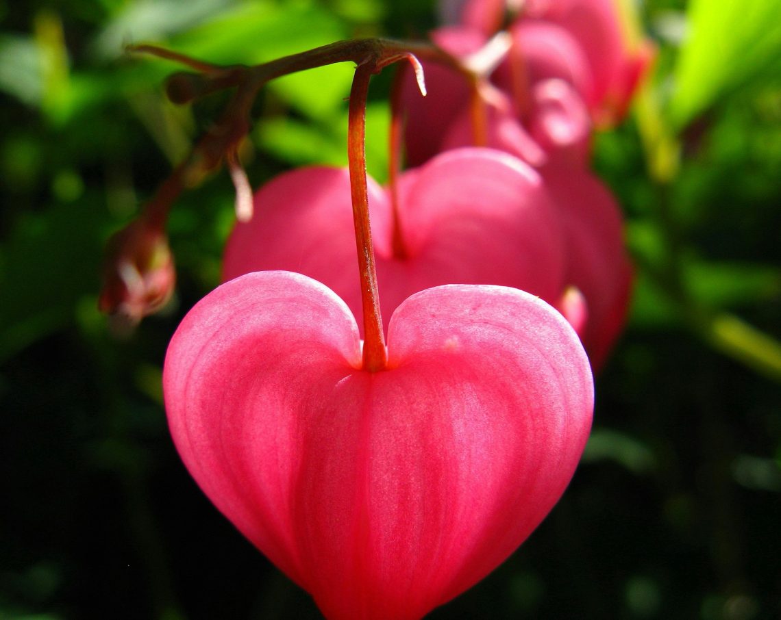 A flower in the shape of a heart