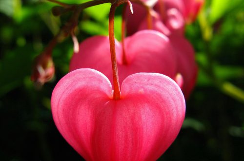 A flower in the shape of a heart
