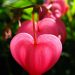 A flower in the shape of a heart
