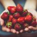 Two hands holding strawberries
