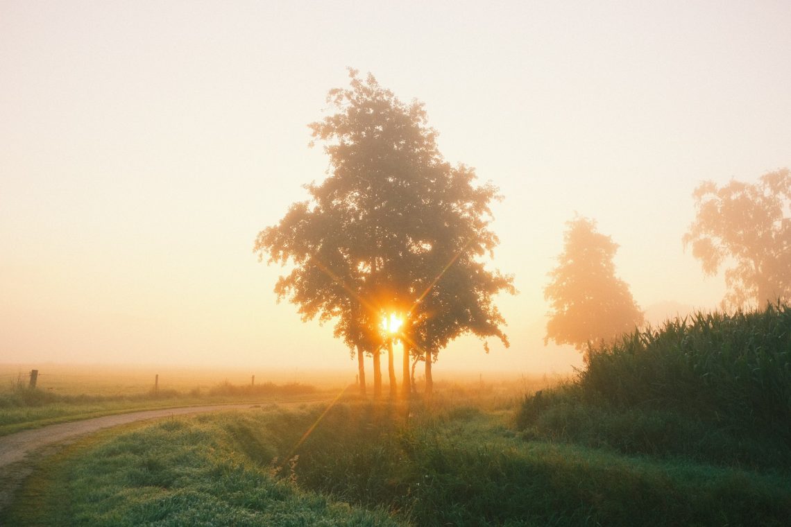 Sunrise peering through the trees