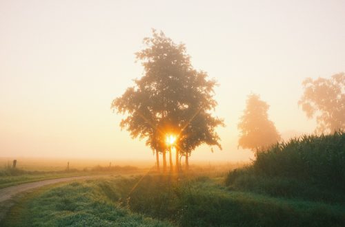 Sunrise peering through the trees