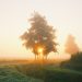 Sunrise peering through the trees
