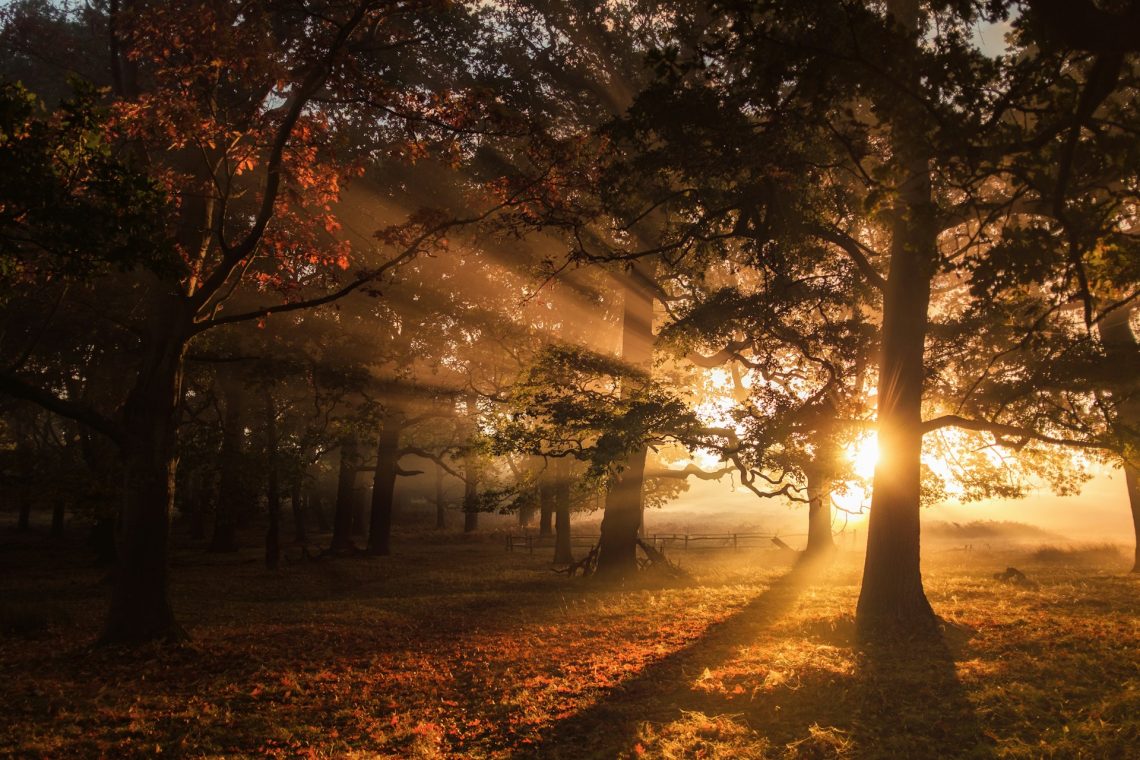 Sunrise streaming through the forest in fall