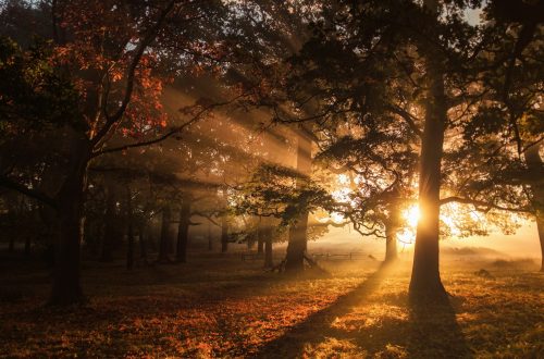 Sunrise streaming through the forest in fall