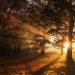 Sunrise streaming through the forest in fall